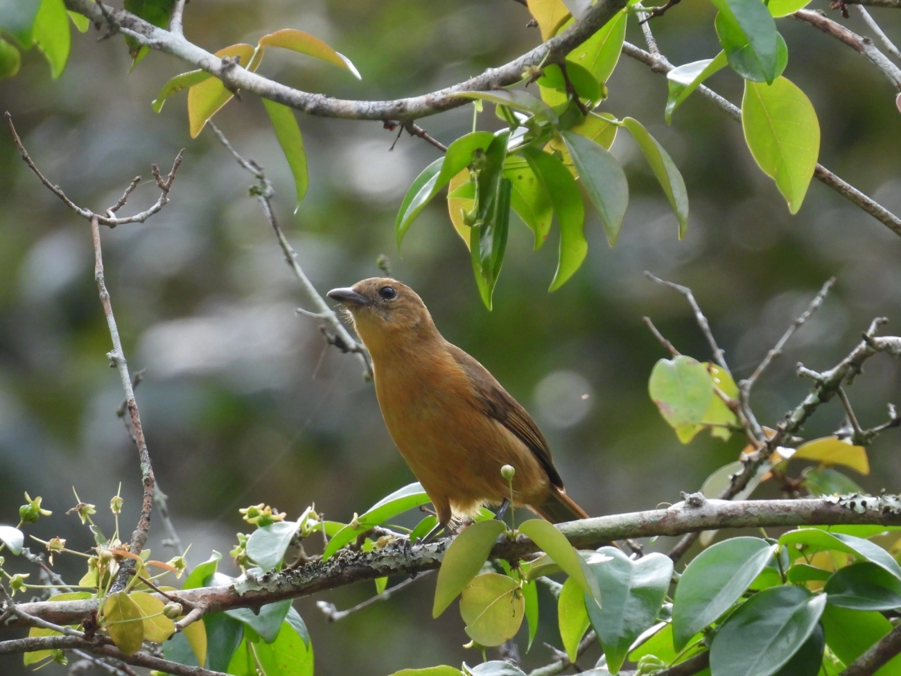Tiê-galo (Loriotus cristatus), aves, fotografado em Maresias, São Sebastião