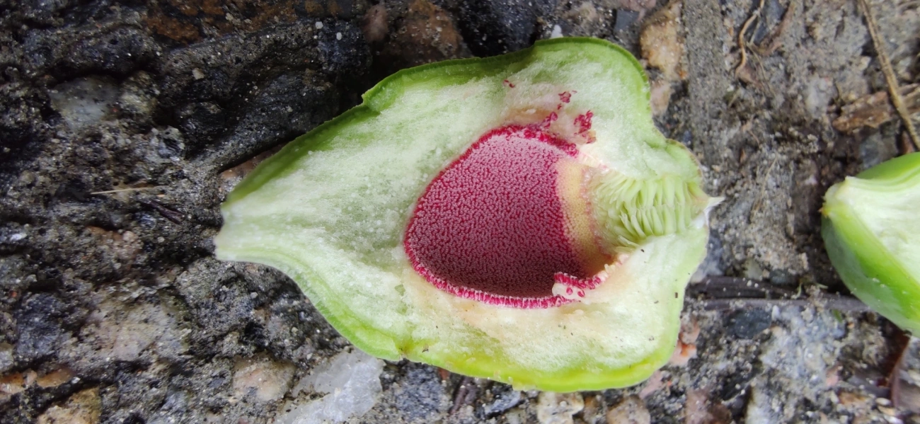 Figueira-trepadeira (Ficus pumila), plantas, fotografado em Maresias, São Sebastião