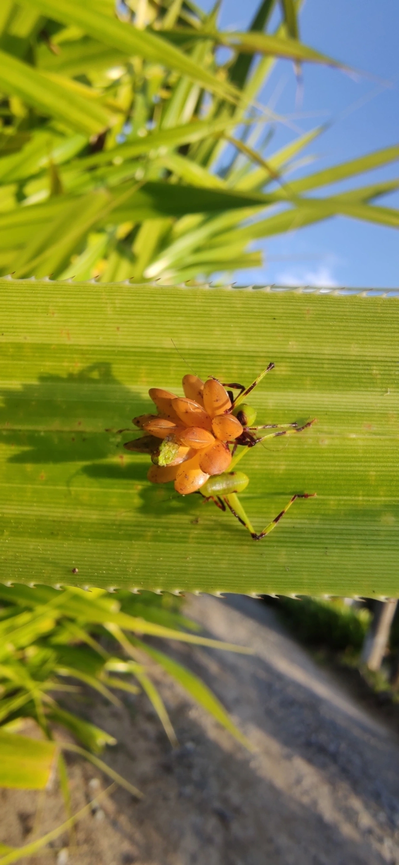 Cnemidophyllum oblitum, insetos, fotografado em Maresias, São Sebastião
