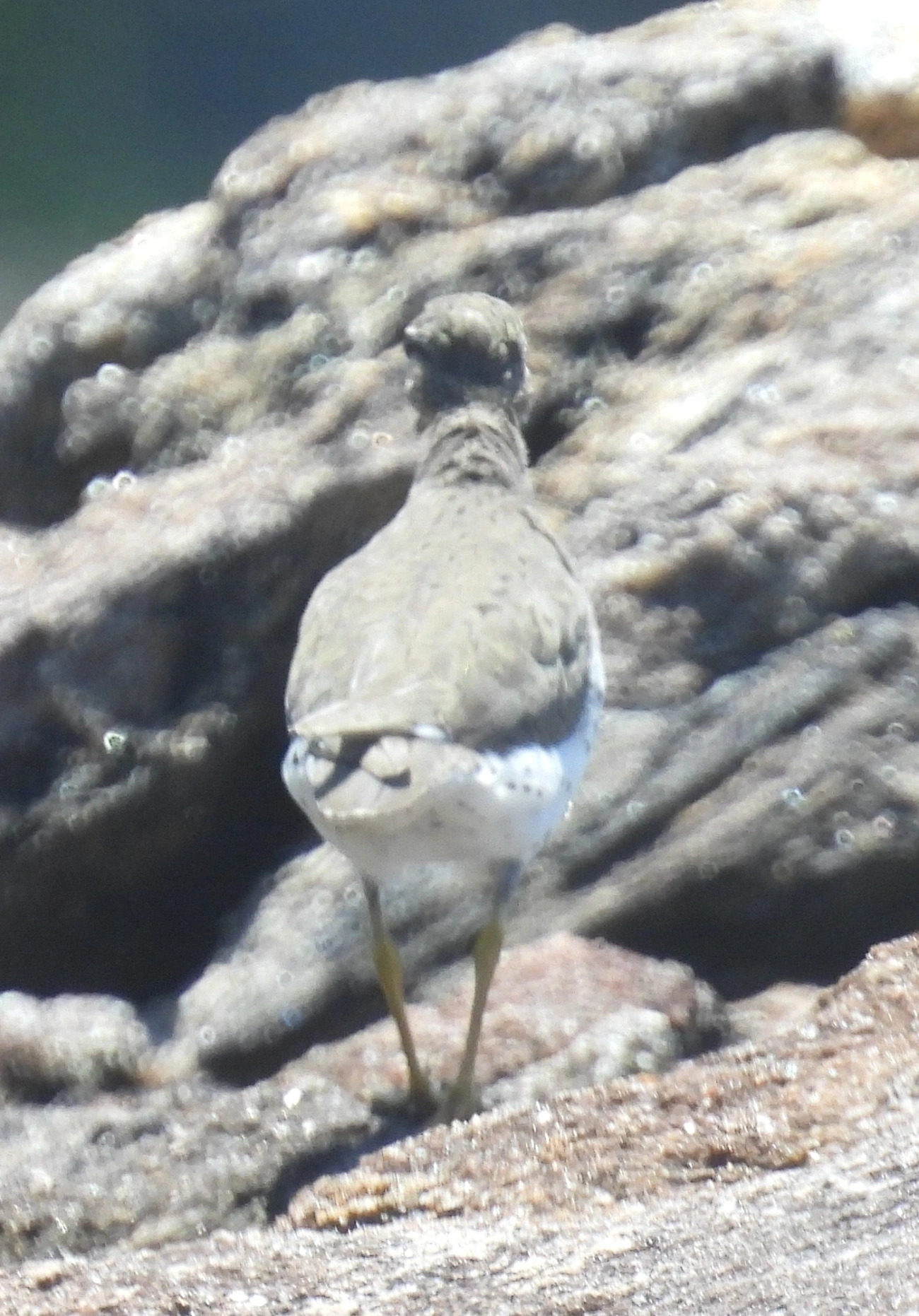 Maçarico-pintado (Actitis macularius), aves, fotografado em Maresias, São Sebastião