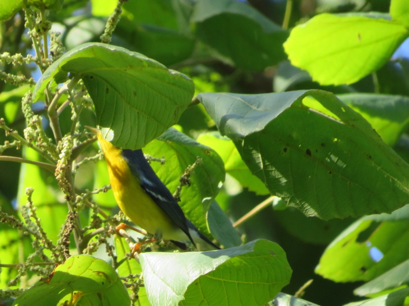 Mariquita (Setophaga pitiayumi), aves, fotografado em Paúba, São Sebastião