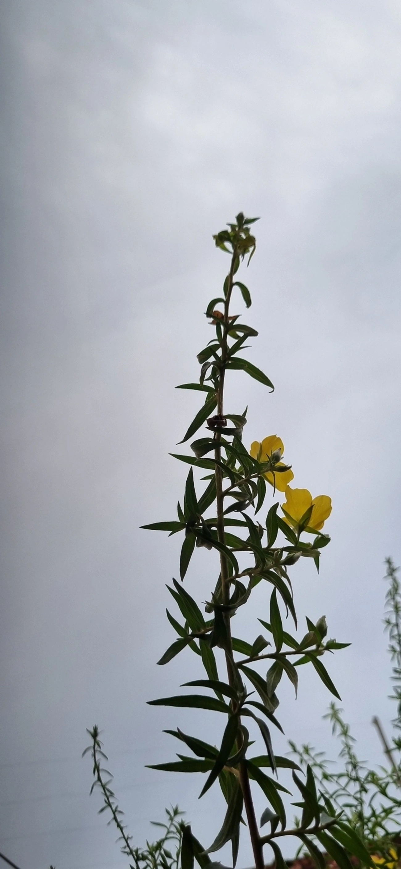 Ludwigia, plantas, fotografado em Indaiá, Caraguatatuba