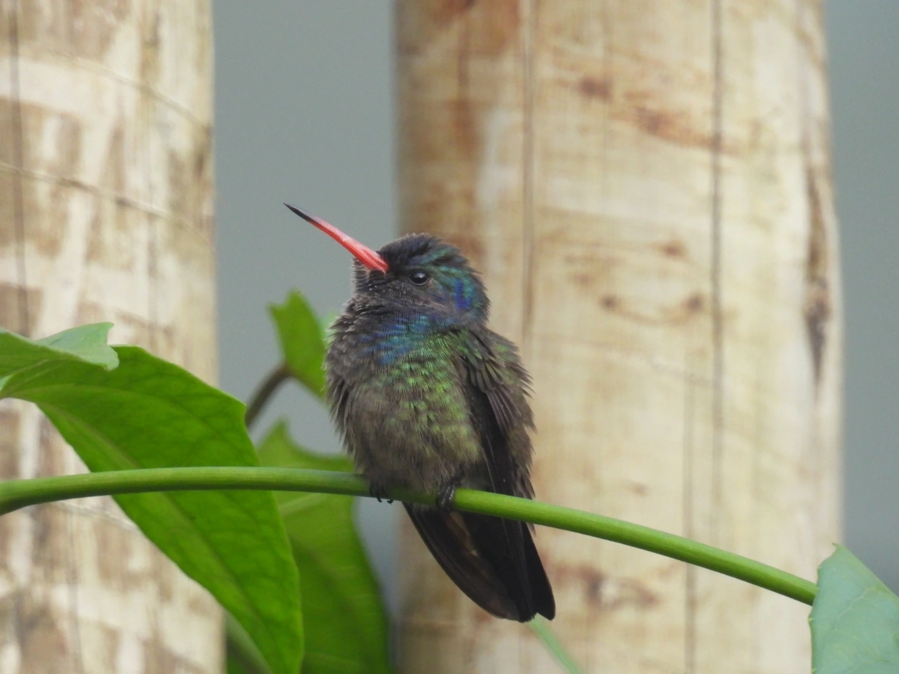 Beija-flor-roxo (Chlorestes cyanus), aves, fotografado em Maresias, São Sebastião