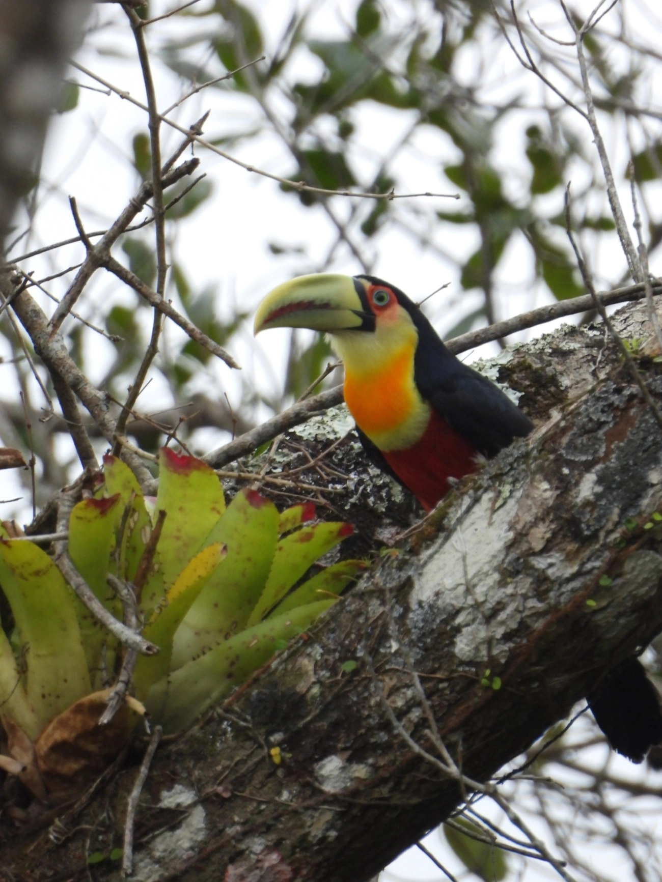 Tucano-de-bico-verde (Ramphastos dicolorus), aves, fotografado em Maresias, São Sebastião