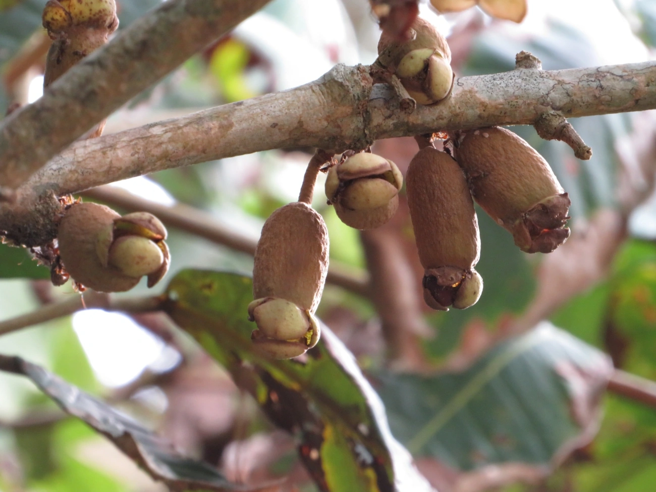 Pitangas (Eugenia), plantas, fotografado em Maresias, São Sebastião