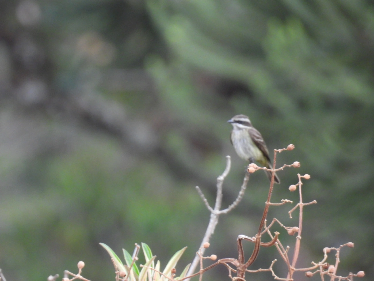 Bem-te-vi-pirata (Legatus leucophaius), aves, fotografado em Itamonte