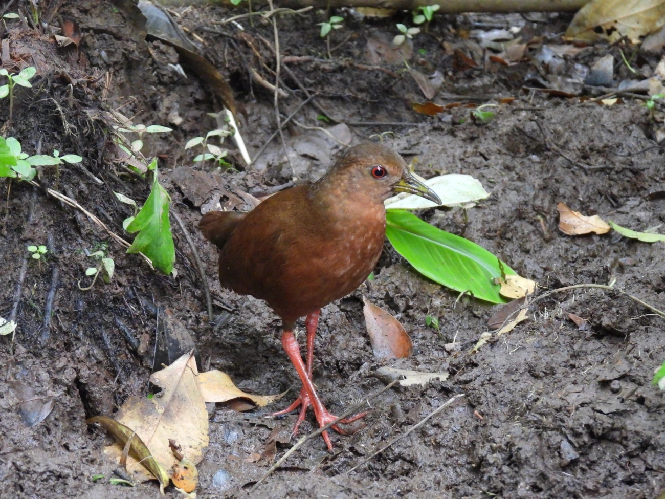 Saracura-lisa (Amaurolimnas concolor), aves, fotografado em Perequê, Ilhabela