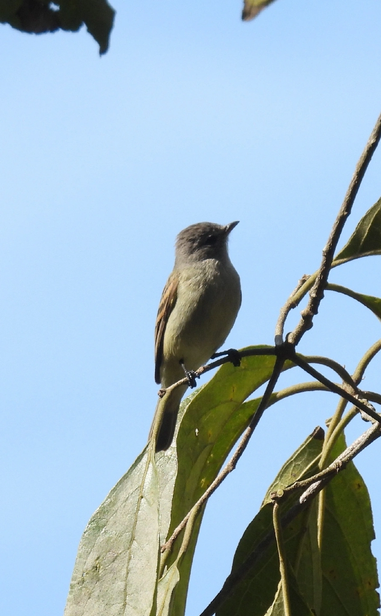 Risadinha (Camptostoma obsoletum), aves, fotografado em Rua Coronel João Leme, Bragança Paulista