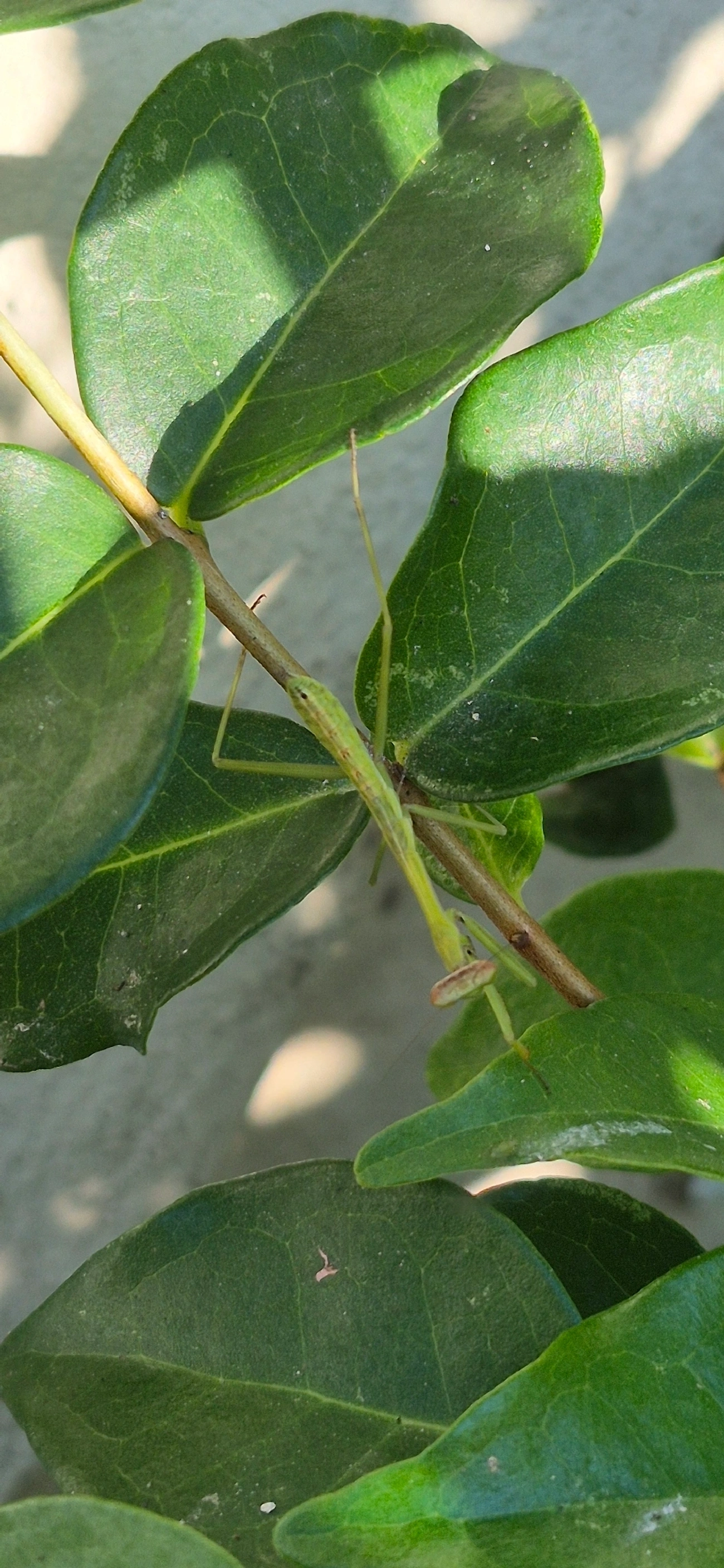 Oxyopsis, insetos, fotografado em Maresias, São Sebastião