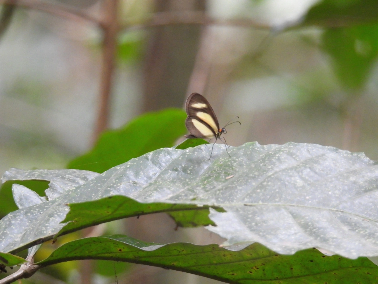 Aeria olena, insetos, fotografado em Santa Isabel