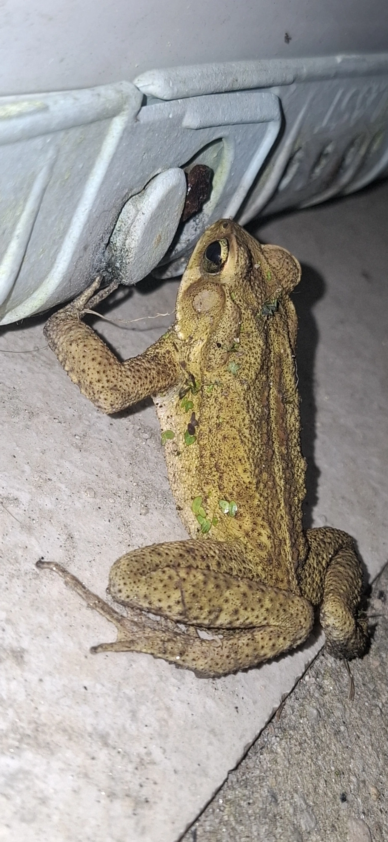 Sapo-de-floresta (Rhinella ornata), anfíbios, fotografado em Maresias, São Sebastião