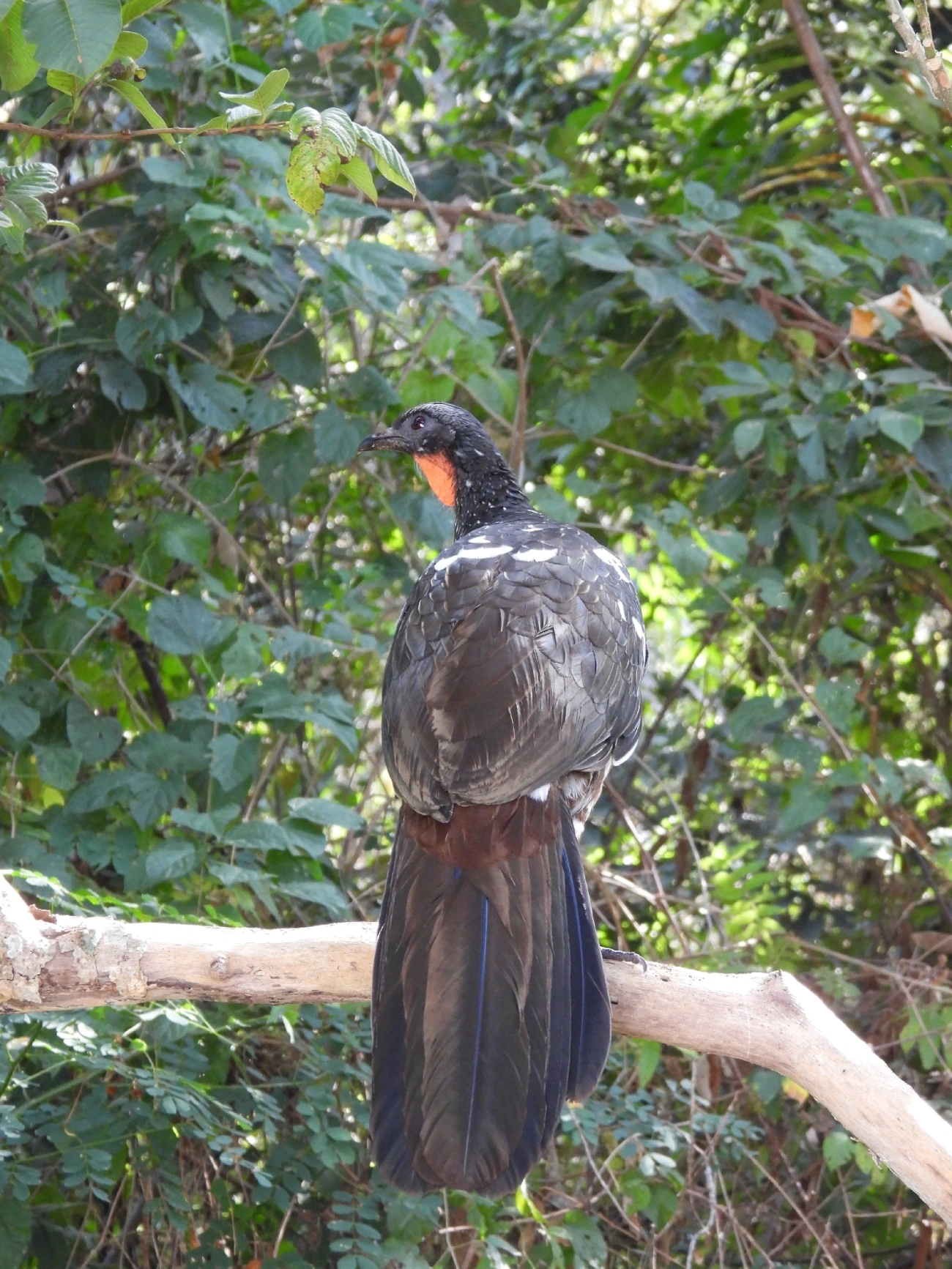 Jacuaçu (Penelope obscura), aves, fotografado em Eng. Passos, Resende