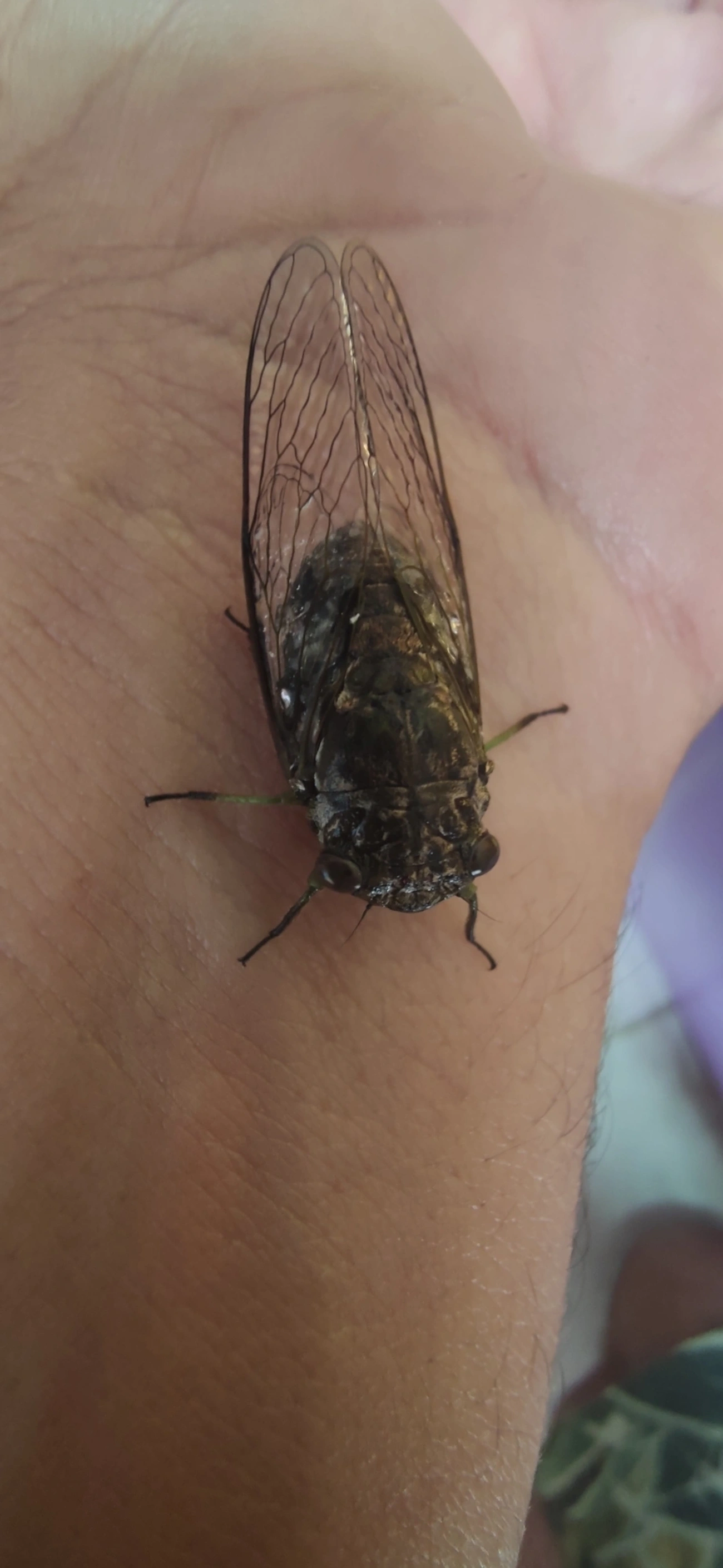 Cigarras típicas (Cicadidae), insetos, fotografado em Maresias, São Sebastião