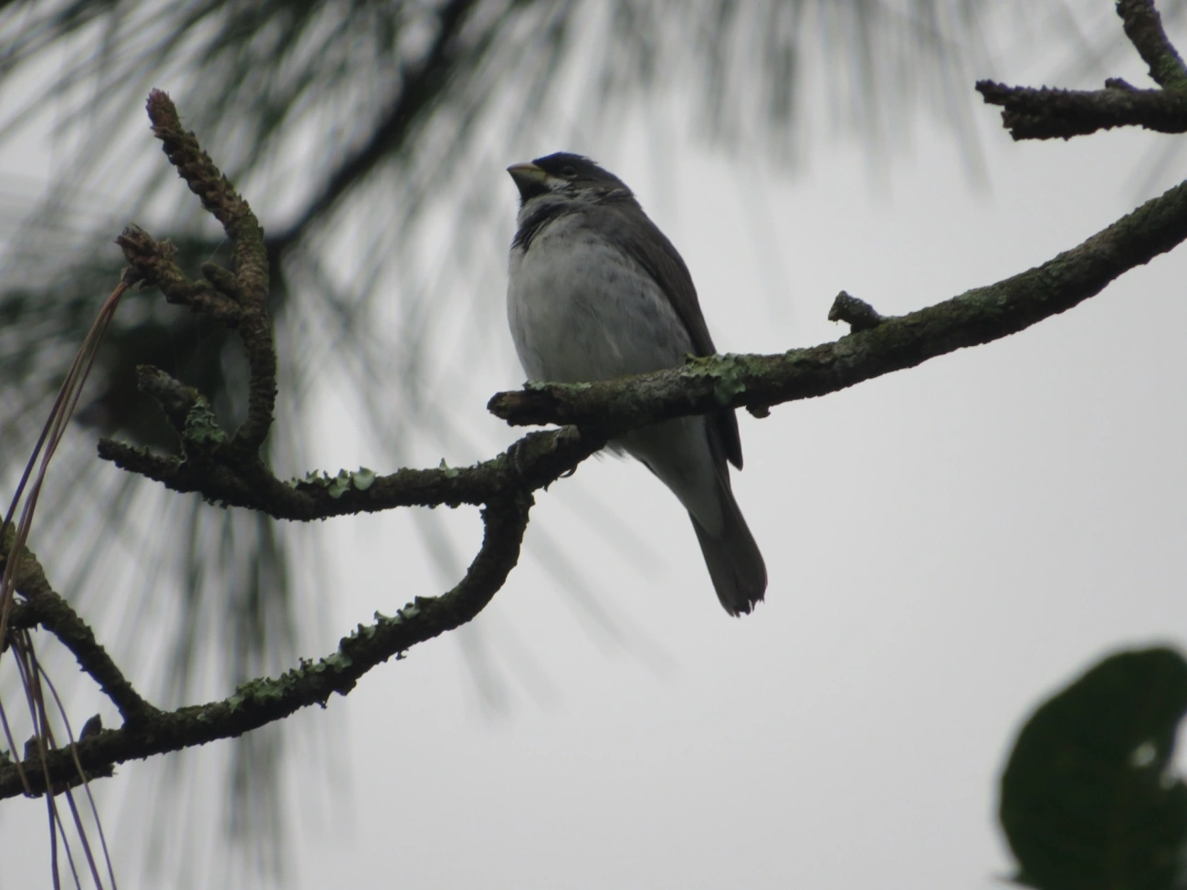 Coleirinho (Sporophila caerulescens), aves, fotografado em Maresias, São Sebastião
