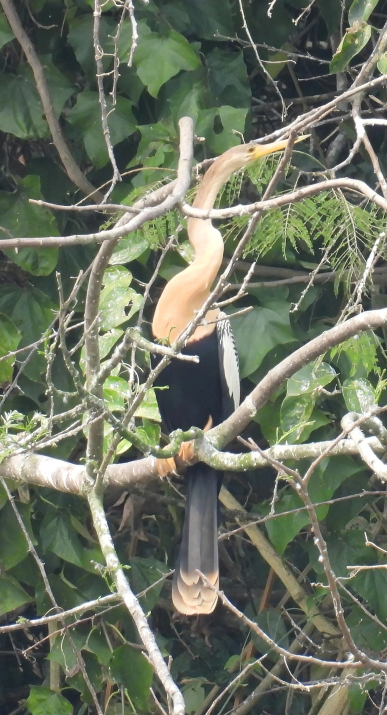 Biguatinga (Anhinga anhinga), aves, fotografado em Santa Branca