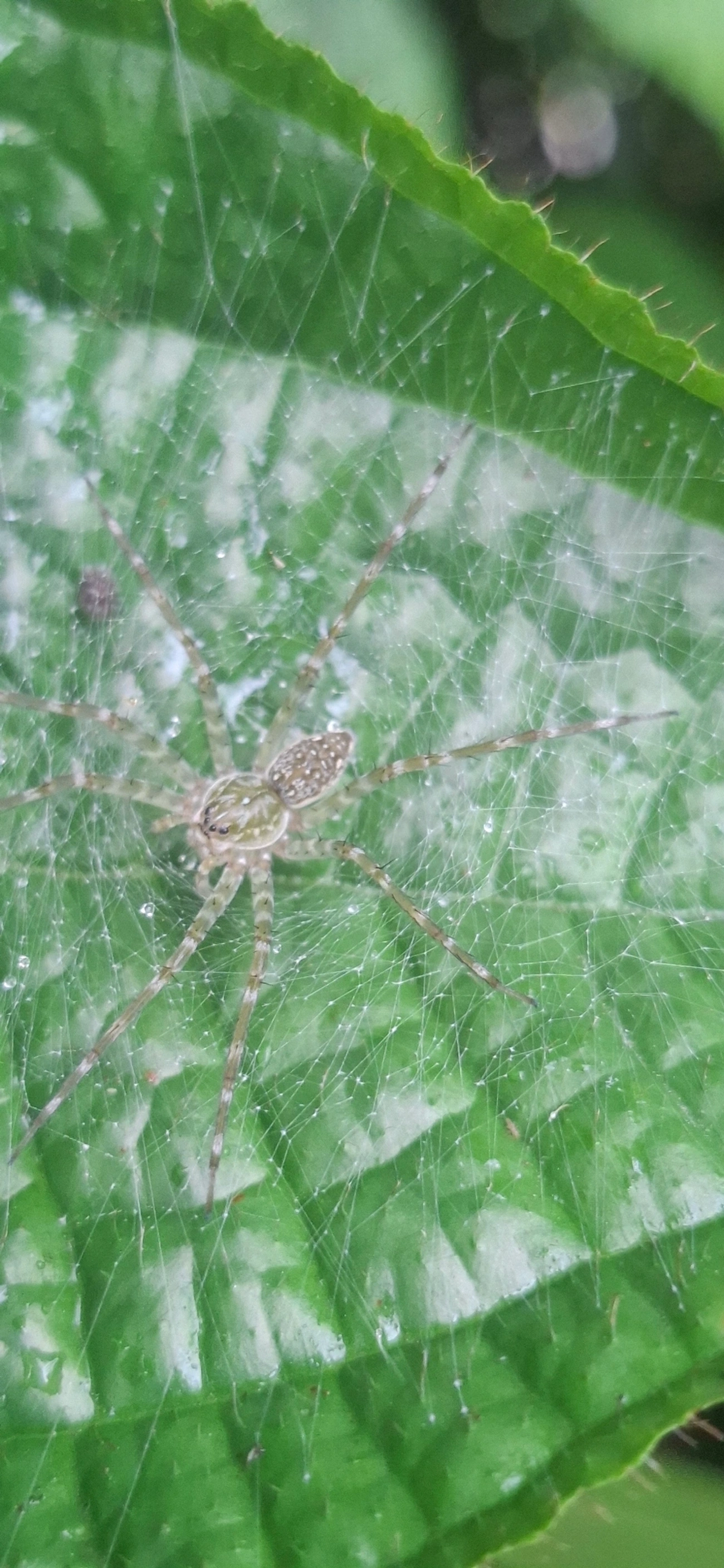Thaumasia, aracnídeos, fotografado em Maresias, São Sebastião