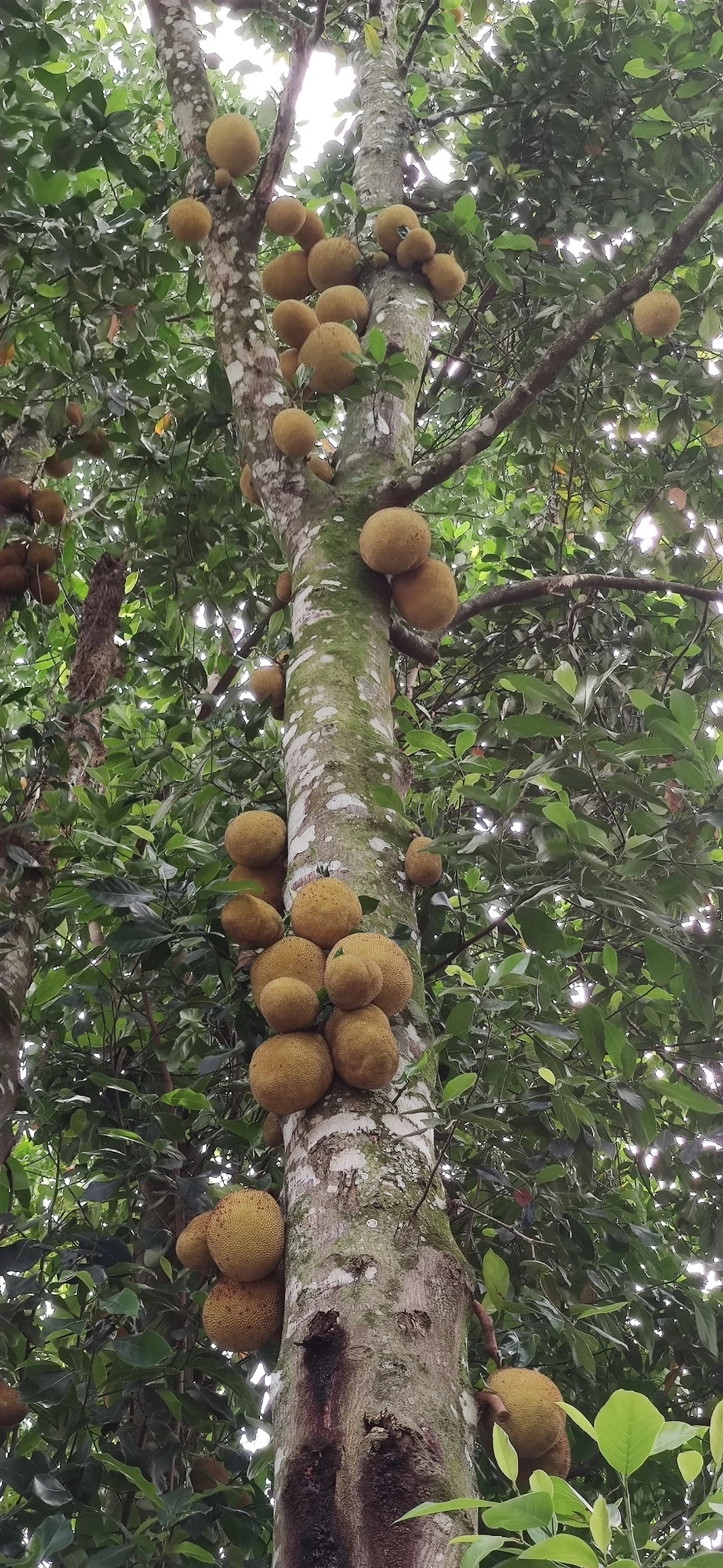 Jaca (Artocarpus heterophyllus), plantas, fotografado em Caraguatatuba