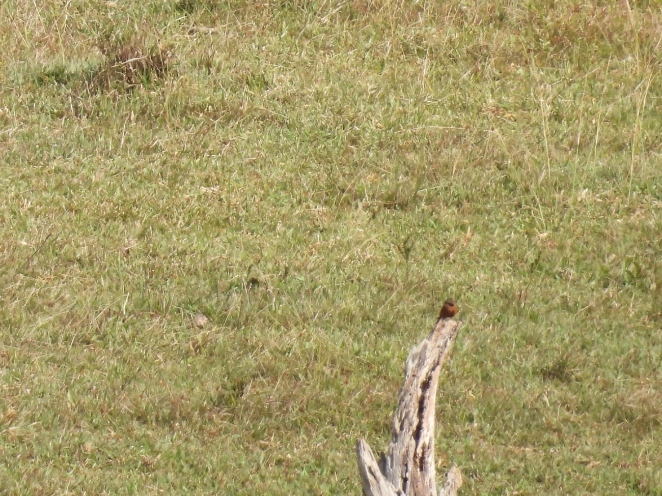 Gibão-de-couro (Hirundinea ferruginea), aves, fotografado em Catuçaba, São Luíz do Paraitinga