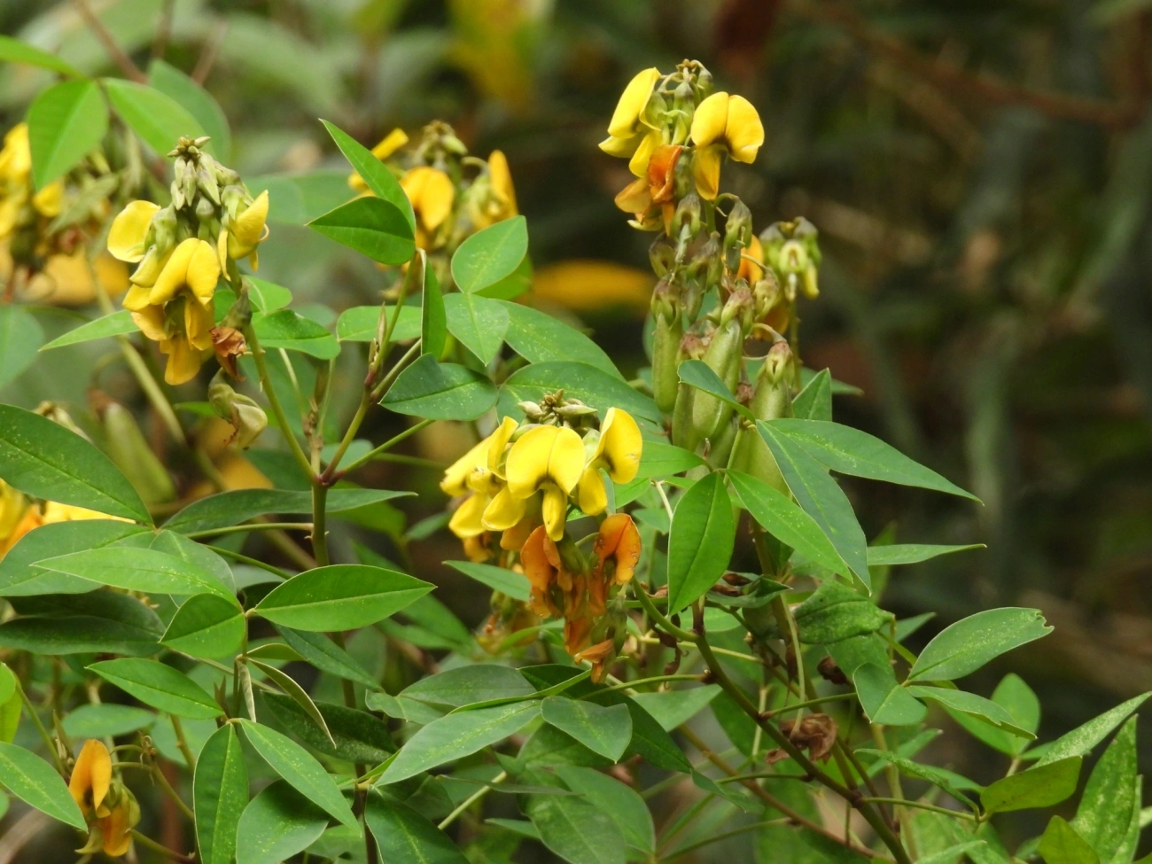 Xique-xique (Crotalaria micans), plantas, fotografado em Itamonte