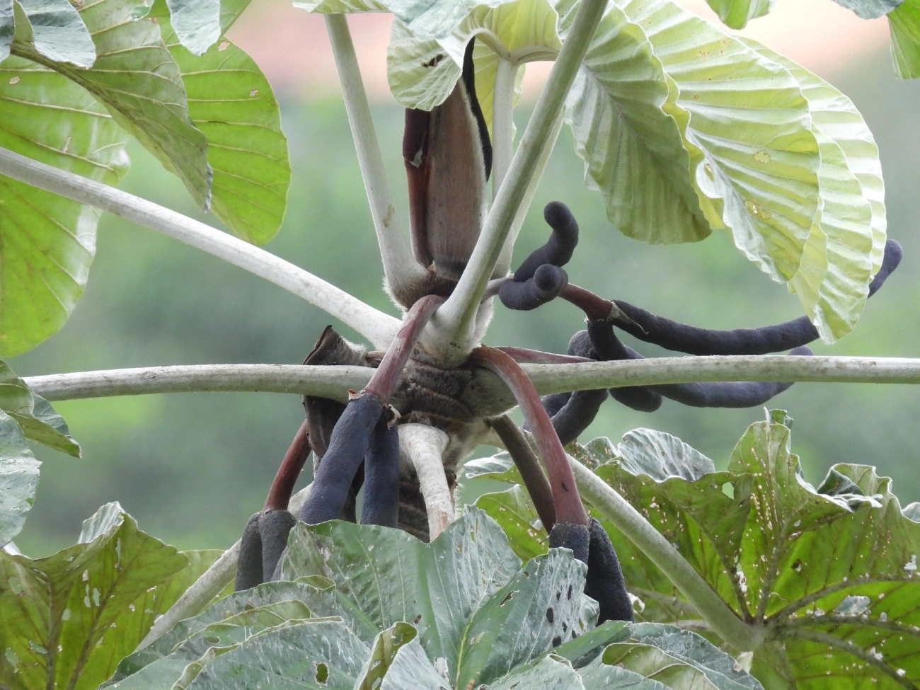 Embaúba-branca (Cecropia hololeuca), plantas, fotografado em Guararema