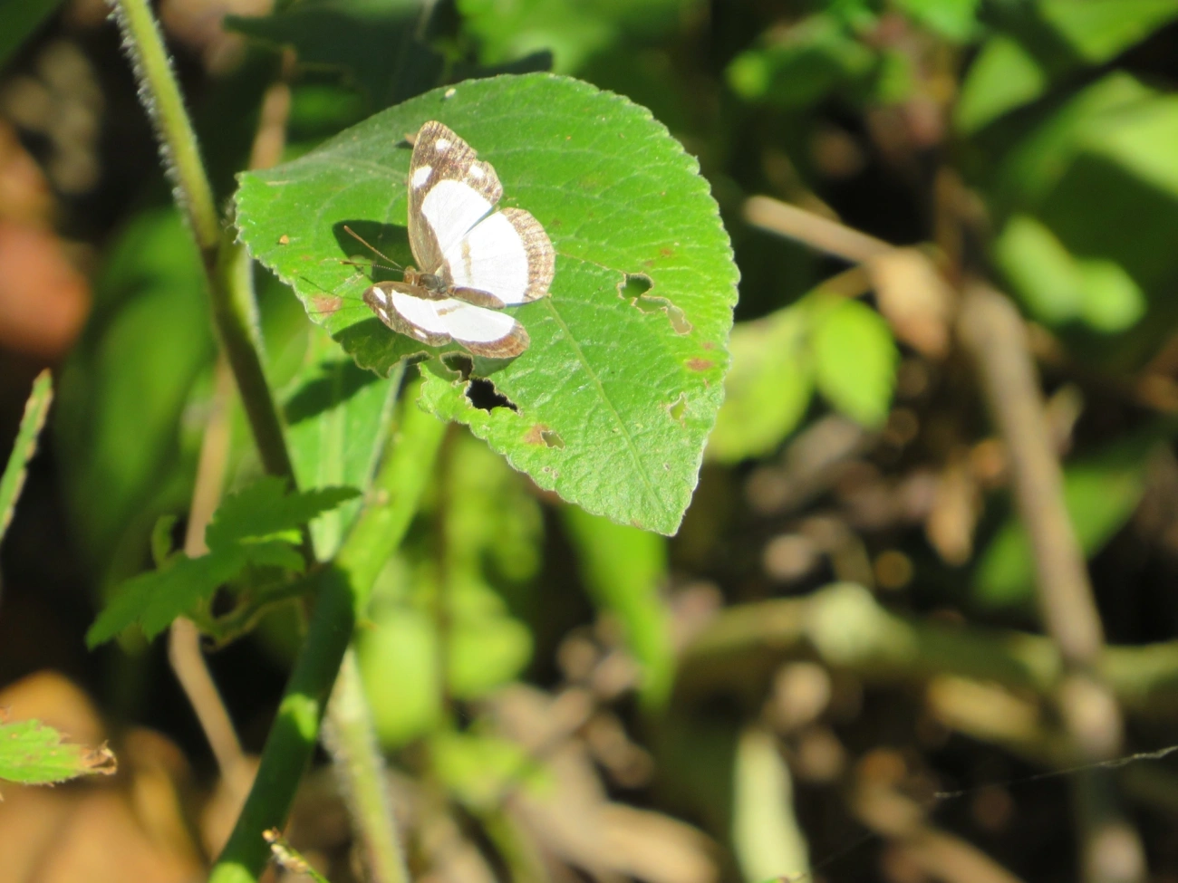 Marujo-fantasma (Dynamine athemon), insetos, fotografado em Maresias, São Sebastião
