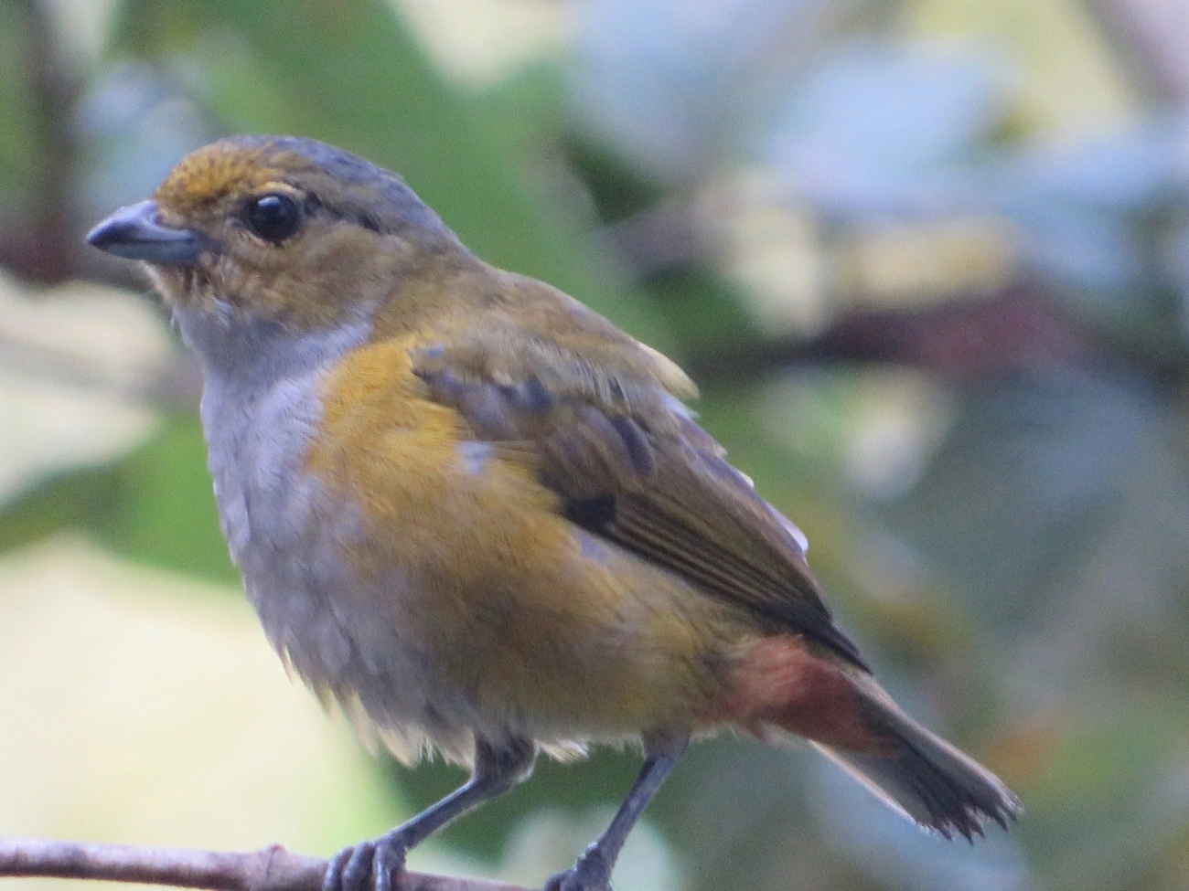 Ferro-velho (Euphonia pectoralis), aves, fotografado em Maresias, São Sebastião
