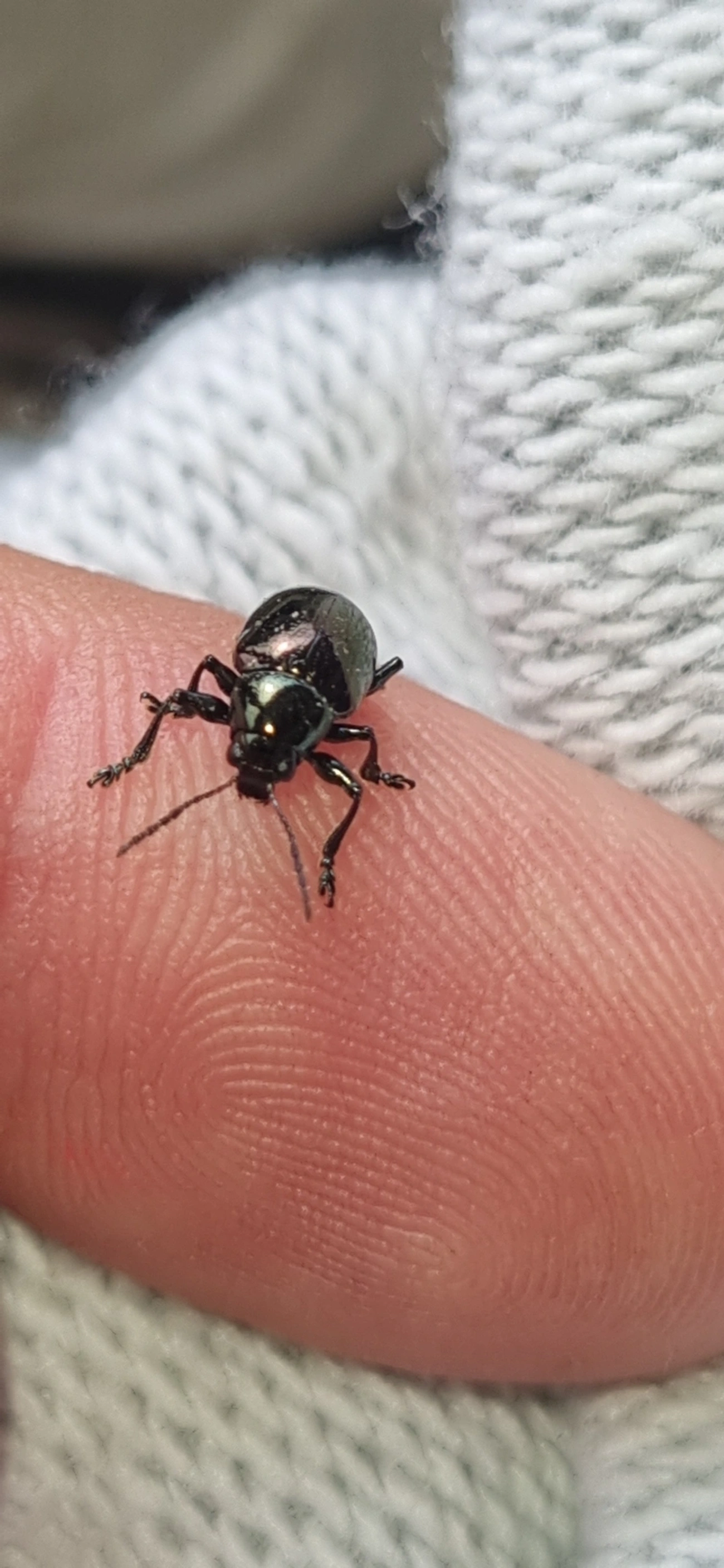 Typophorus, insetos, fotografado em Maresias, São Sebastião
