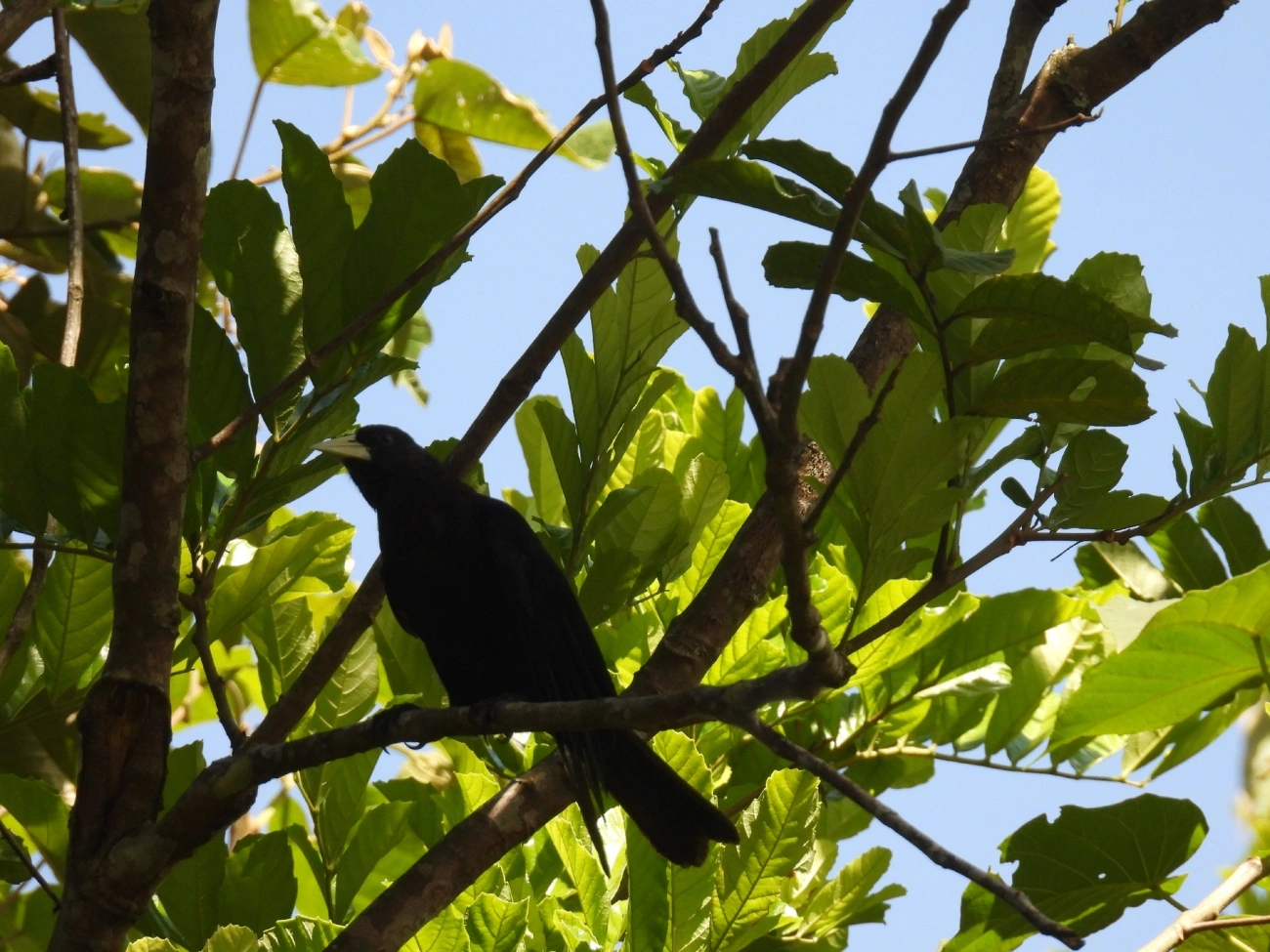 Guaxe (Cacicus haemorrhous), aves, fotografado em Queluz