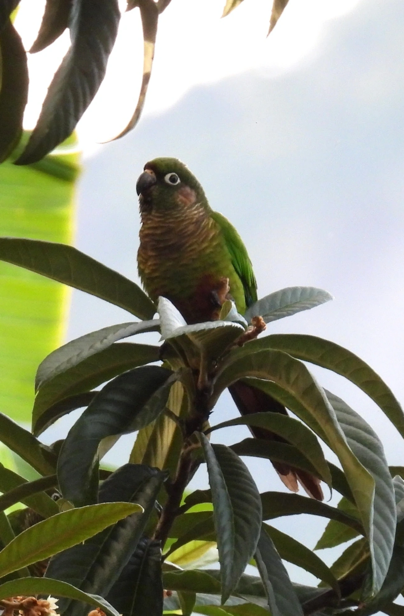 Tiriba-de-testa-vermelha (Pyrrhura frontalis), aves, fotografado em Perequê, Ilhabela