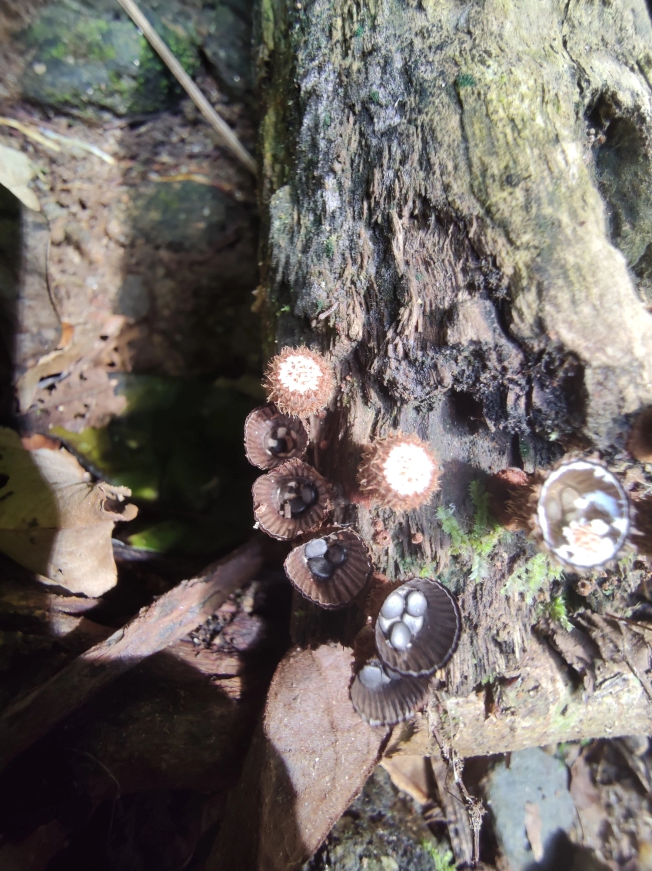 Ninho-de-pássaro-do-esterco (Cyathus stercoreus), fungos, fotografado em São Sebastião