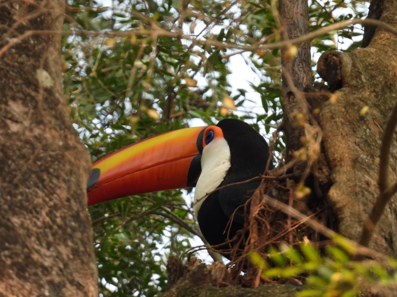 Tucano-toco (Ramphastos toco), aves, fotografado em Socorro