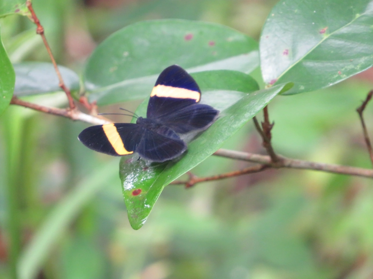 Panara aureizona, insetos, fotografado em Maresias, São Sebastião