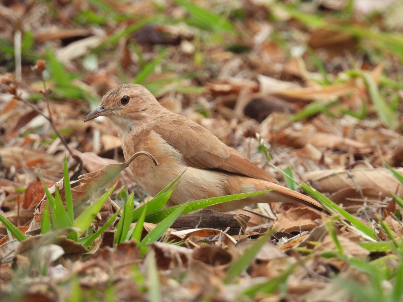 João-de-barro (Furnarius rufus), aves, fotografado em Rodovia BR 354, Itamonte
