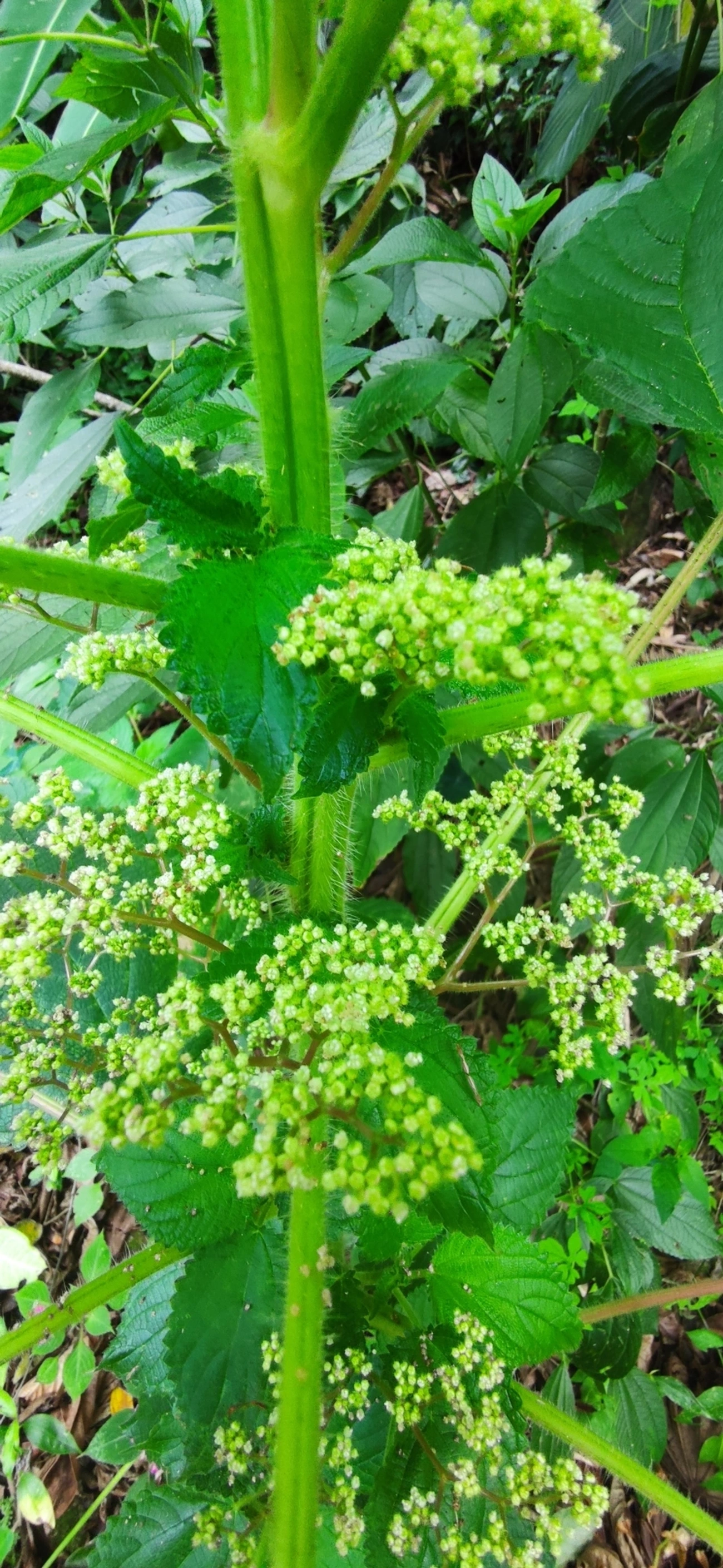 Urtiga-vermelha (Laportea aestuans), plantas, fotografado em Paúba, São Sebastião