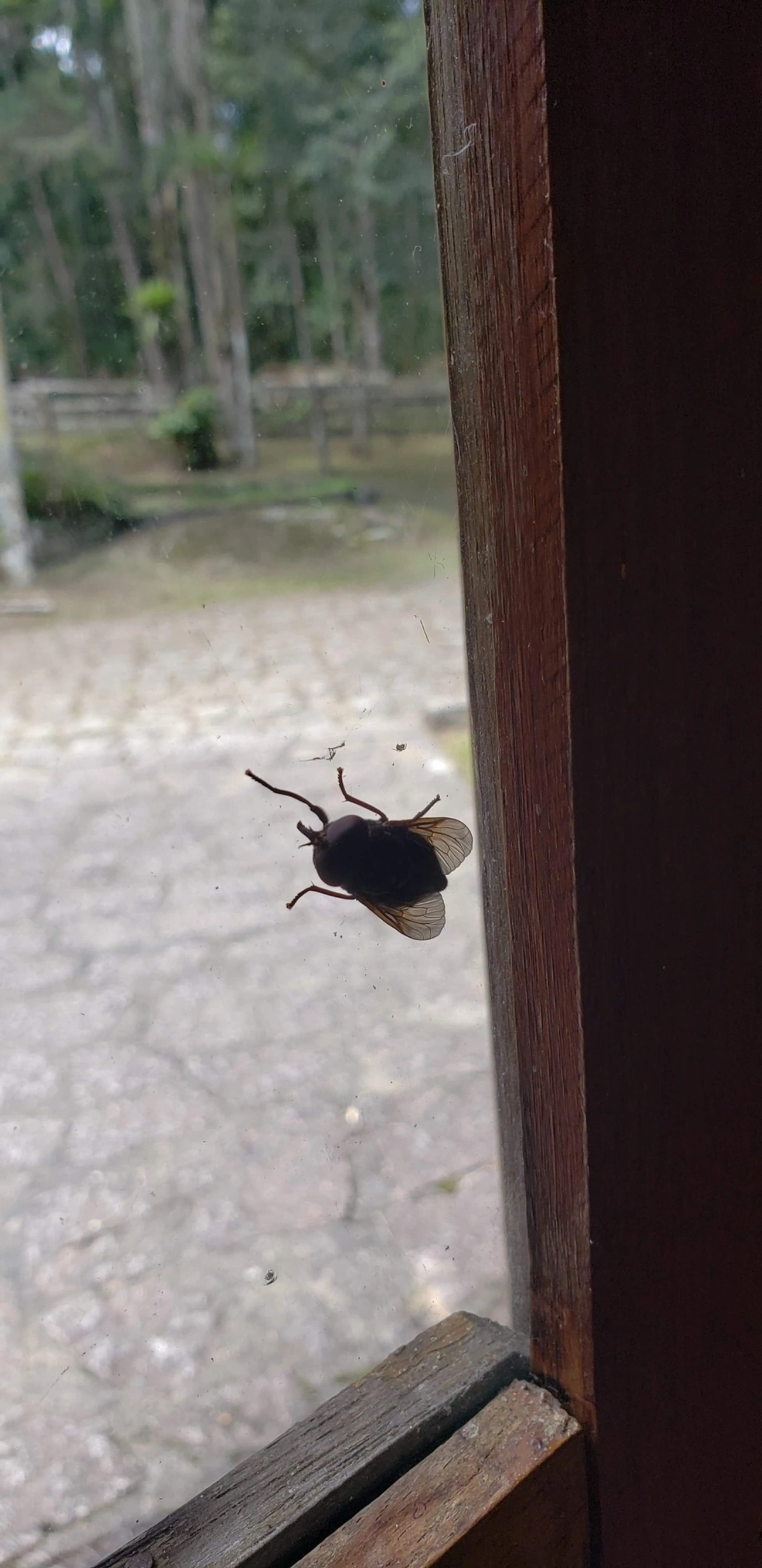 Mutucas (Tabanidae), insetos, fotografado em Campo Alegre, Itatiaia