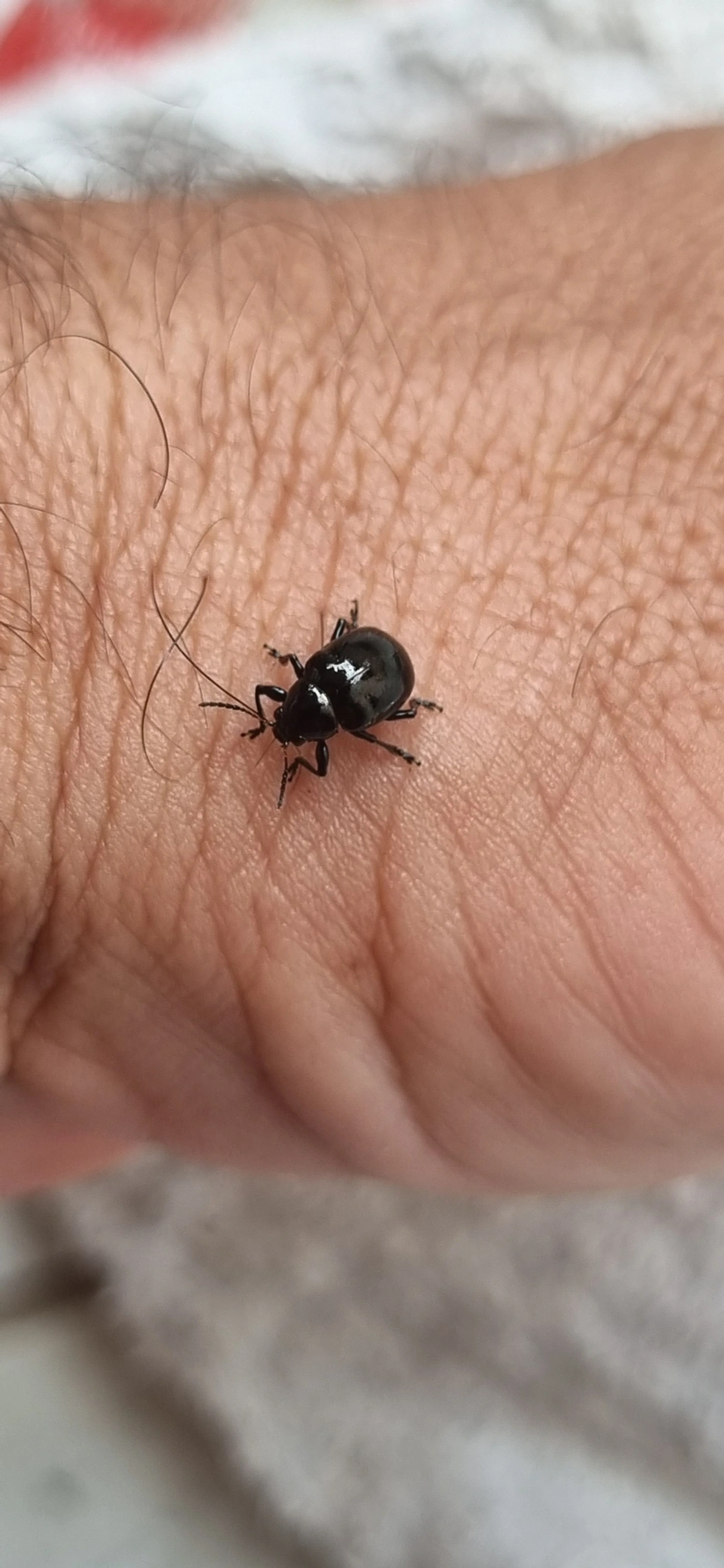 Typophorus, insetos, fotografado em Maresias, São Sebastião