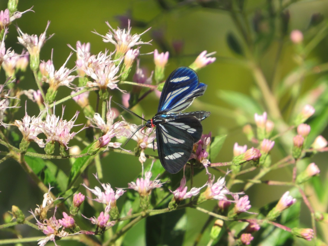 Agyrta dux, insetos, fotografado em Maresias, São Sebastião