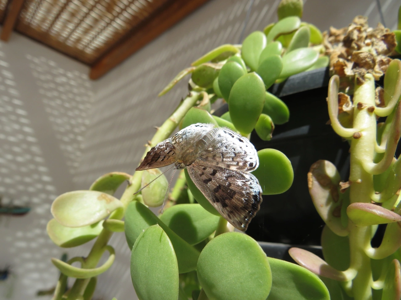 Periplacis felsina, insetos, fotografado em Maresias, São Sebastião