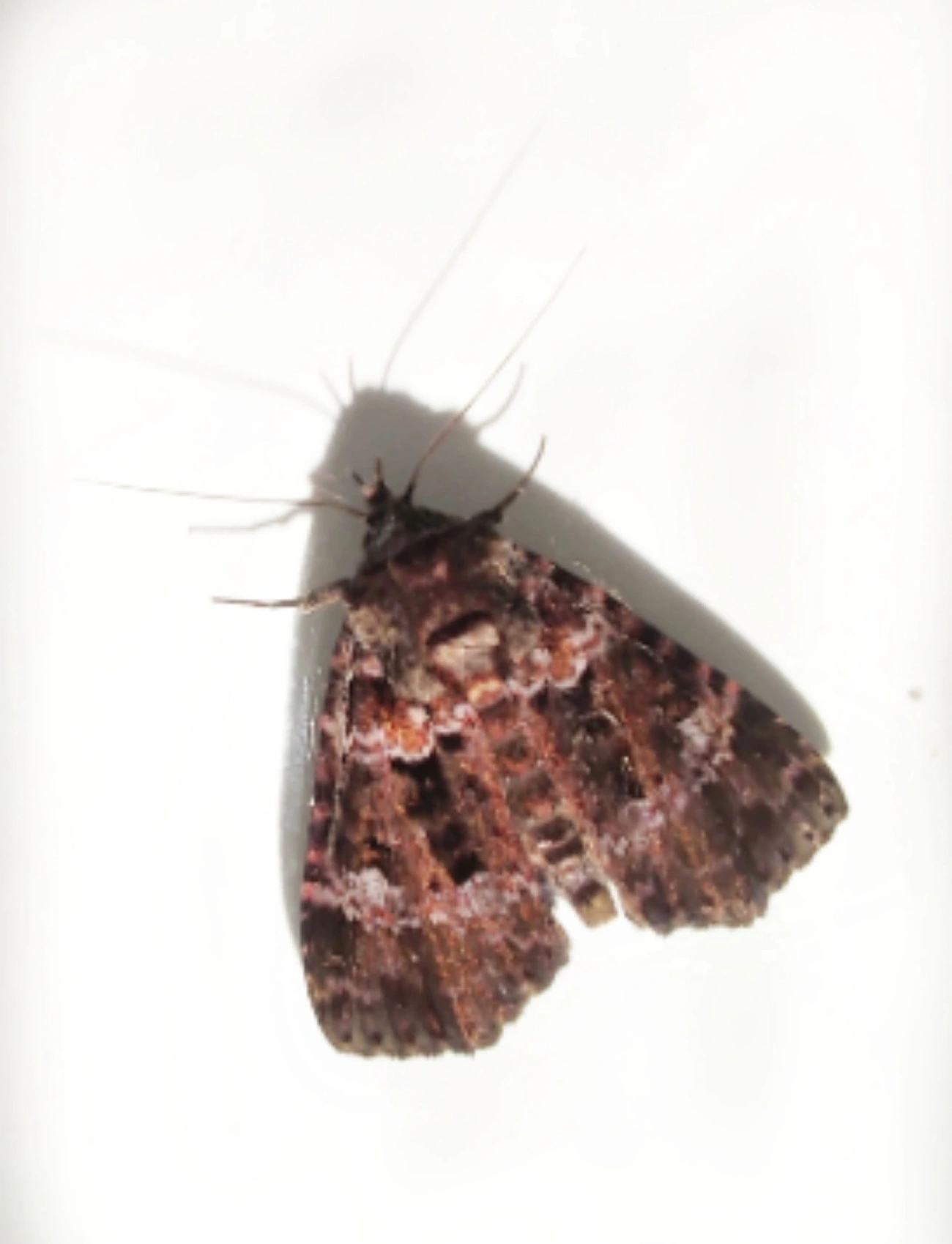 Cropia, insetos, fotografado em Maresias, São Sebastião