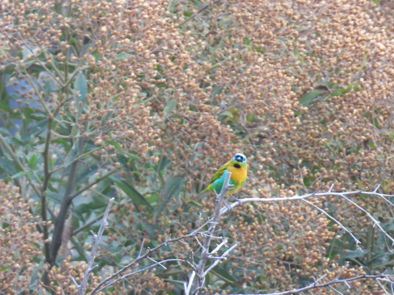 Saíra-lagarta (Tangara desmaresti), aves, fotografado em Itamonte