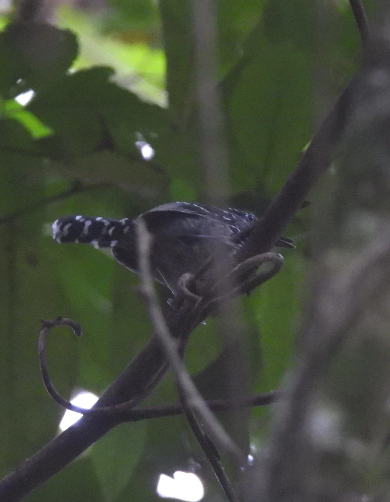 Pintadinho (Drymophila squamata), aves, fotografado em Boiçucanga, São Sebastião