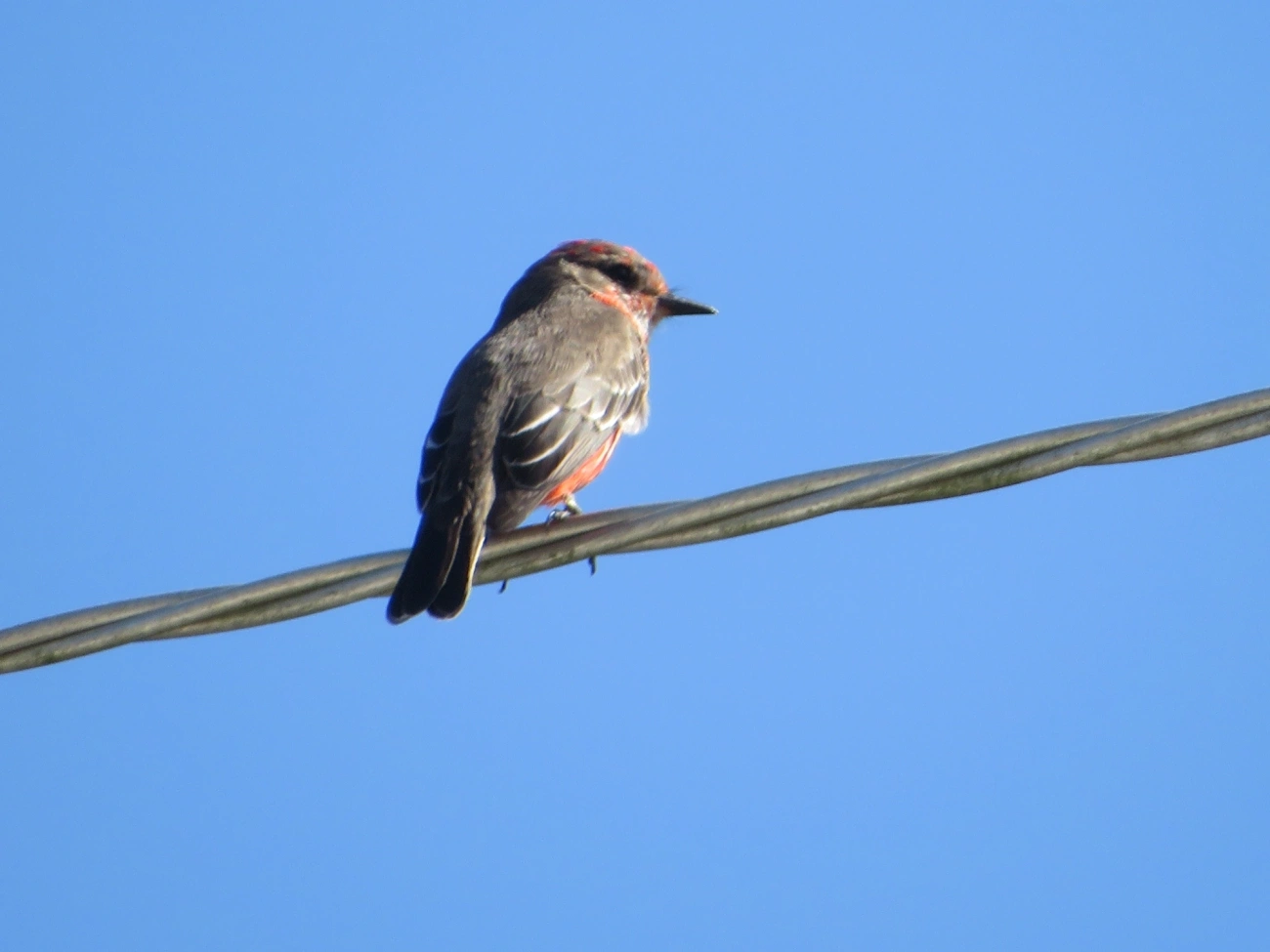 Príncipe (Pyrocephalus rubinus), aves, fotografado em Maresias, São Sebastião