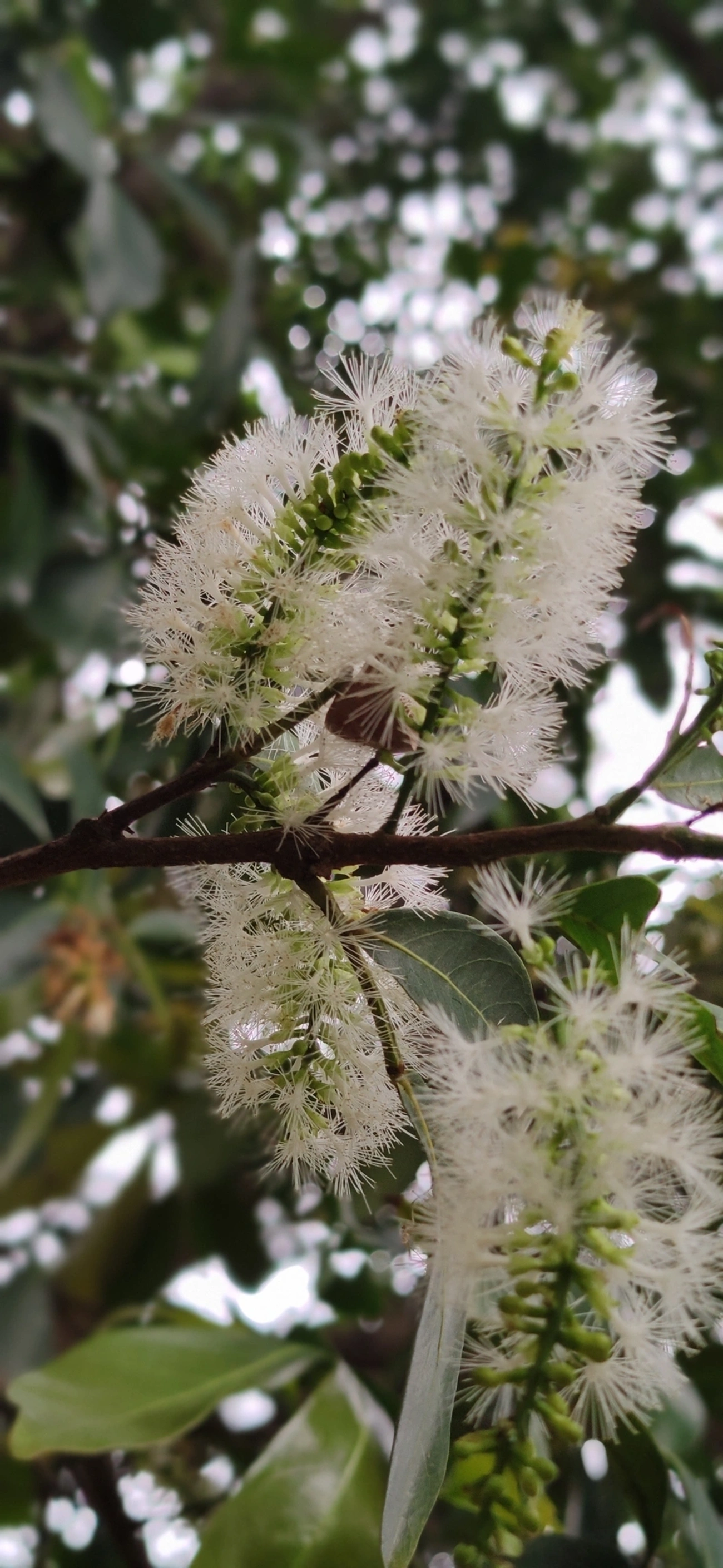 Ingá-feijão (Inga marginata), plantas, fotografado em Vila Antonina, São Paulo