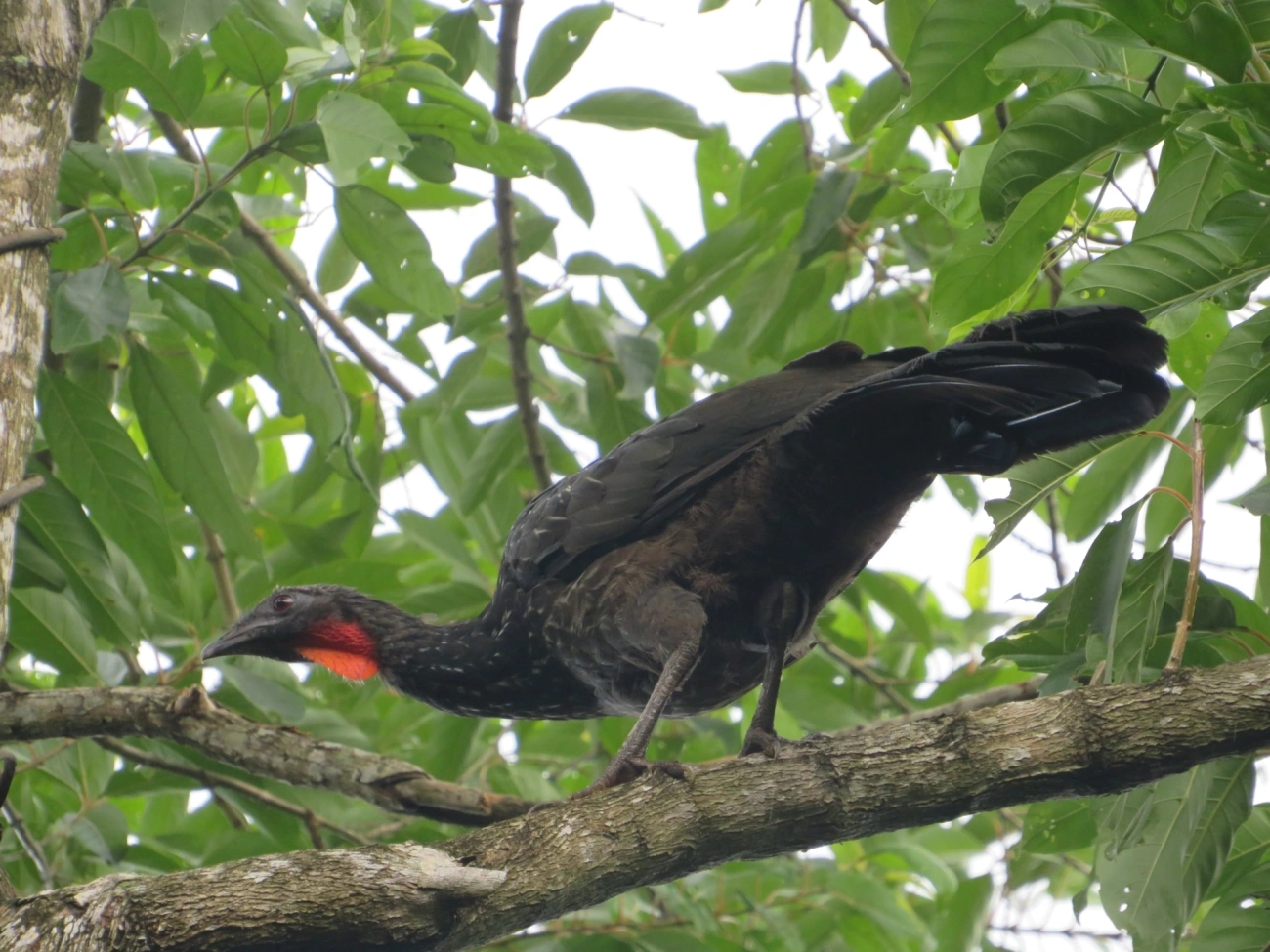 Jacuaçu (Penelope obscura), aves, fotografado em Maresias, São Sebastião