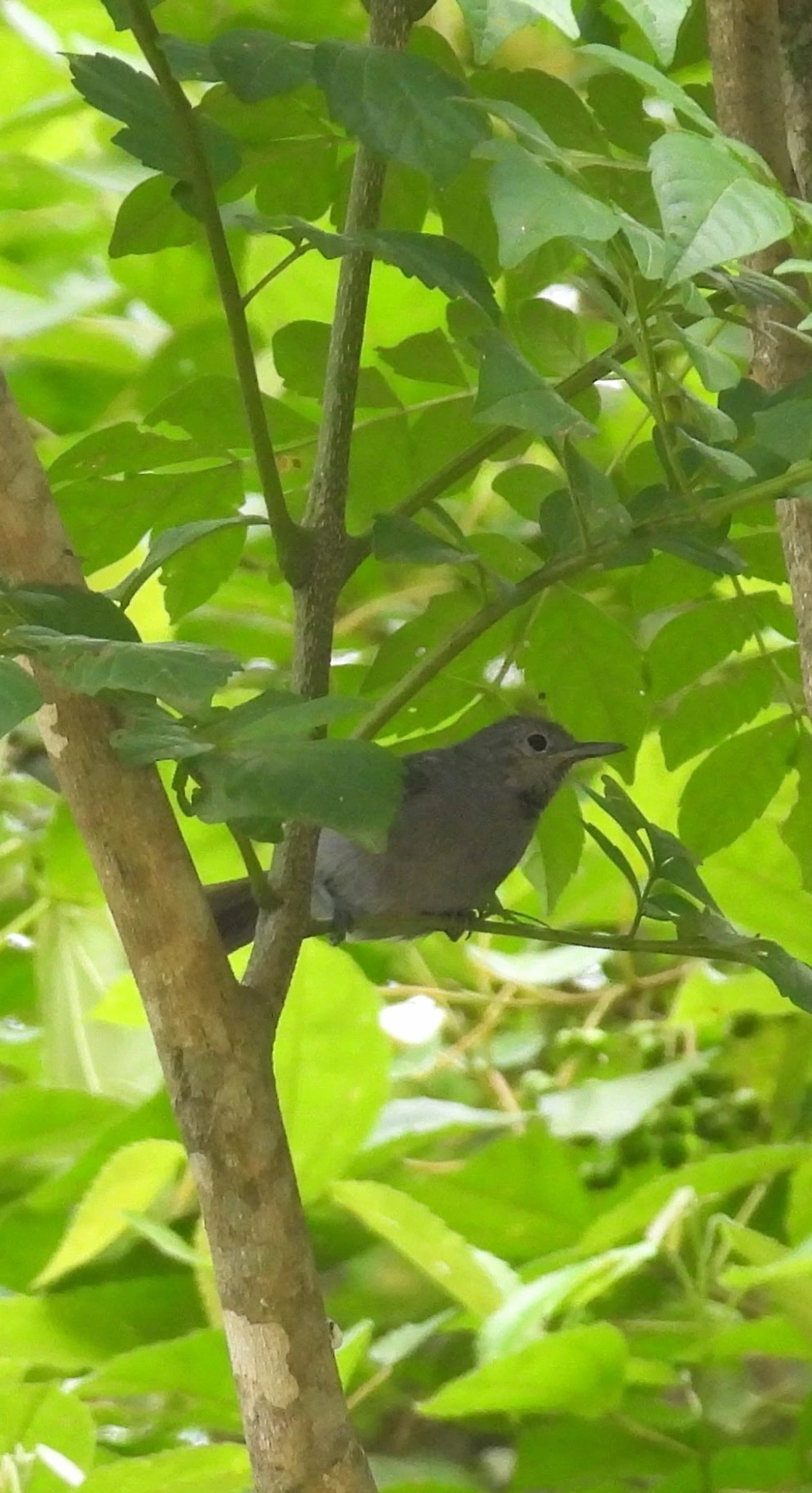 Choquinha-Cinzenta (Myrmotherula unicolor), aves, fotografado em São Sebastião