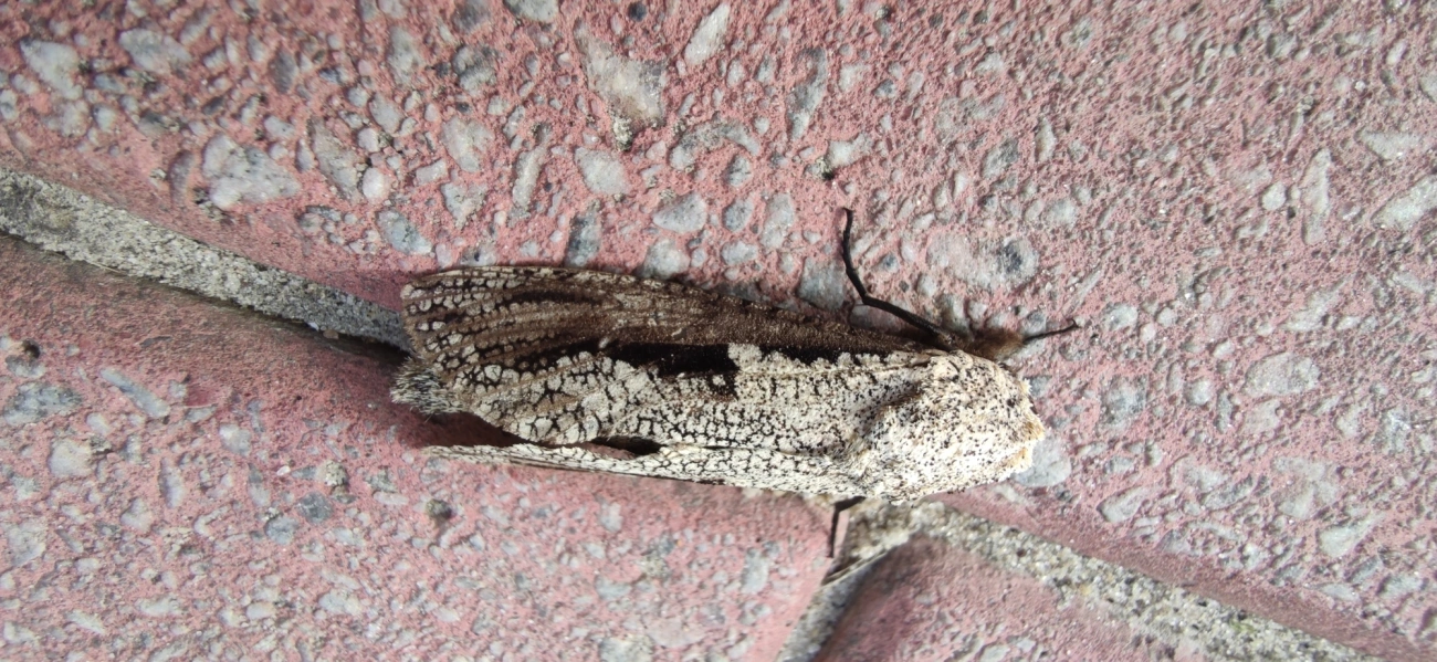 Morpheis, insetos, fotografado em Maresias, São Sebastião
