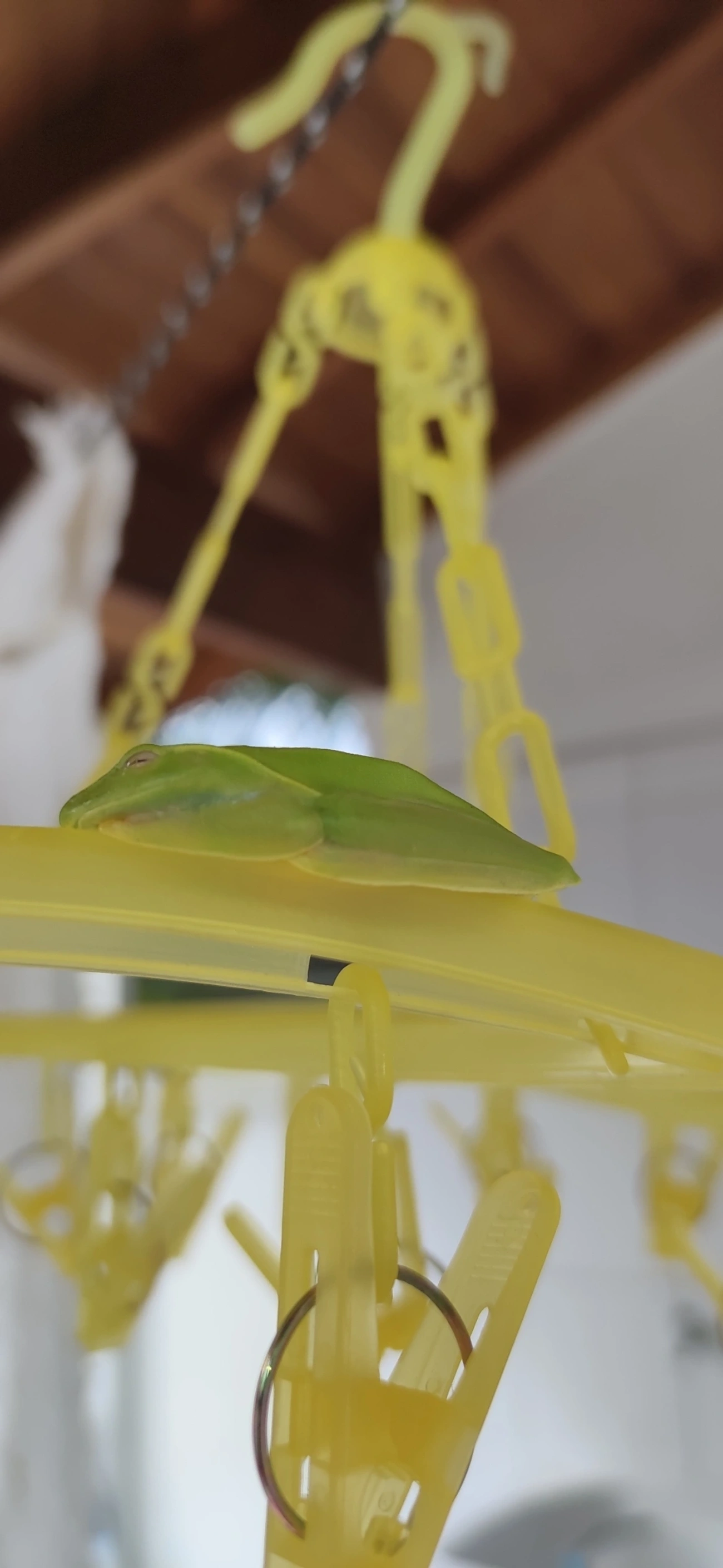 Perereca-araponga (Boana albomarginata), anfíbios, fotografado em Maresias, São Sebastião