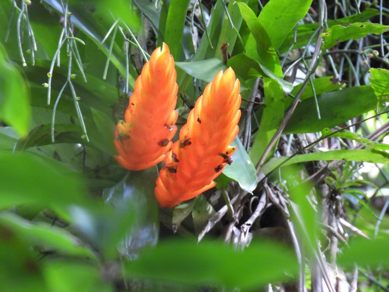 Vrísea (Vriesea inflata), plantas, fotografado em Paranapiacaba