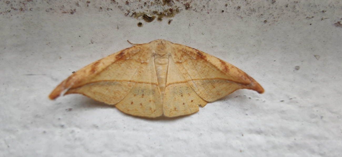 Borboletas e traças (Lepidoptera), insetos, fotografado em Maresias, São Sebastião
