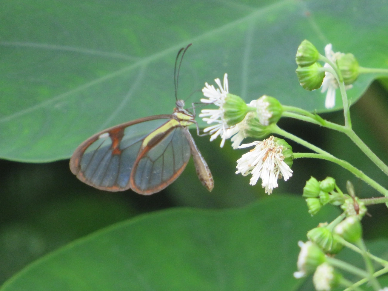 Ithomia, insetos, fotografado em Maresias, São Sebastião